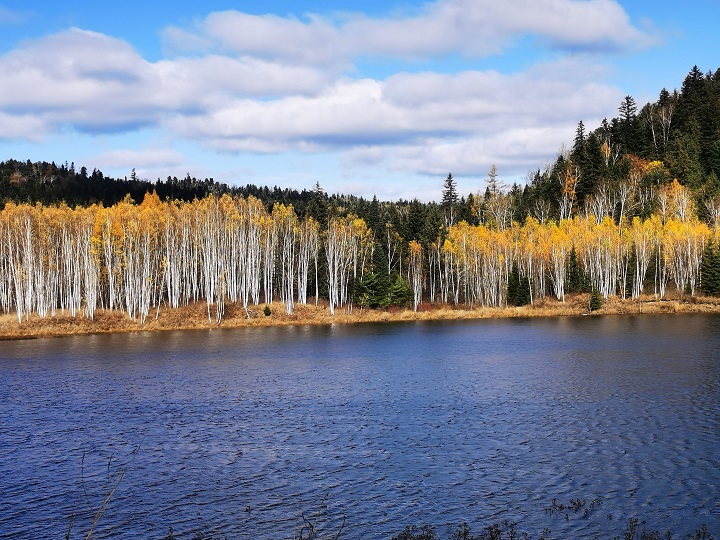 ed_1665727385564146.jpg 白桦竞秀(市纪委约彩365彩票app下载安装_365足球规则_约彩365怎么不能下载苹果ios版-马桂莲).jpg