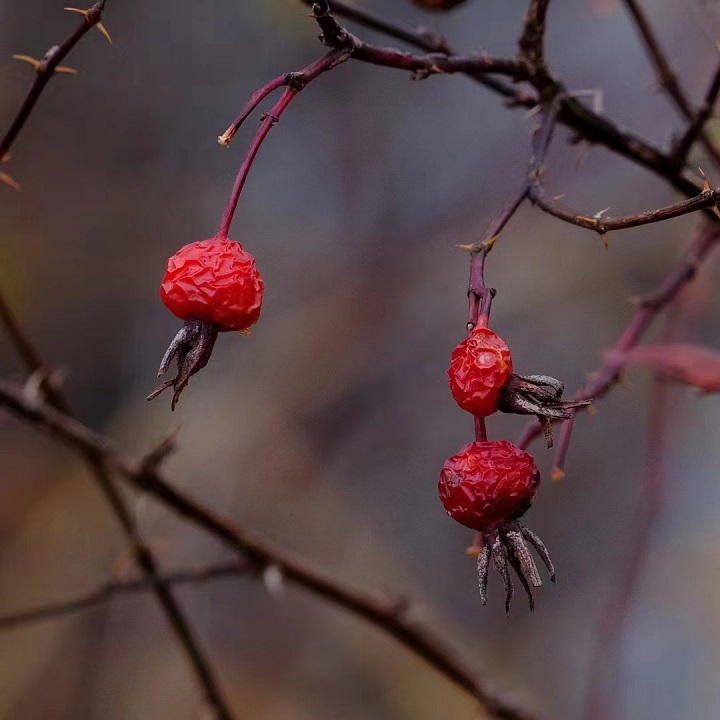 ed_1665728475103633.jpg 秋实(市纪委约彩365彩票app下载安装_365足球规则_约彩365怎么不能下载苹果ios版—王晓林).jpg