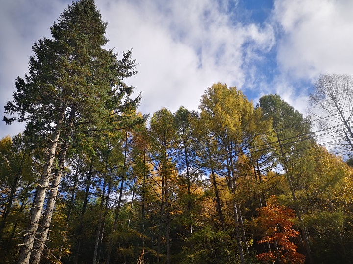 ed_1665728545103353.jpg 秋意浓(市纪委约彩365彩票app下载安装_365足球规则_约彩365怎么不能下载苹果ios版—任丽).jpg