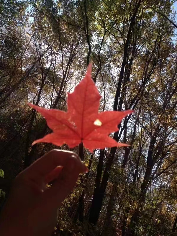 ed_1665729042116211.jpg 一叶知秋(市纪委约彩365彩票app下载安装_365足球规则_约彩365怎么不能下载苹果ios版—张婷婷).jpg